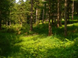 2013-07-20_Regina-F-Rau_Kochel-Rabenkopf (341).JPG